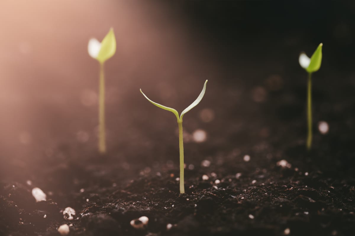 Seedlings growing from fertile soil